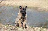 MALINOIS 664